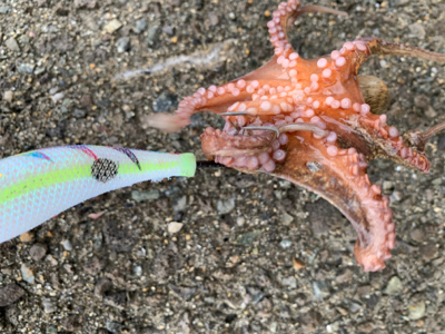 ショアタコで自己新!