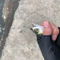 アジングでサバ大量