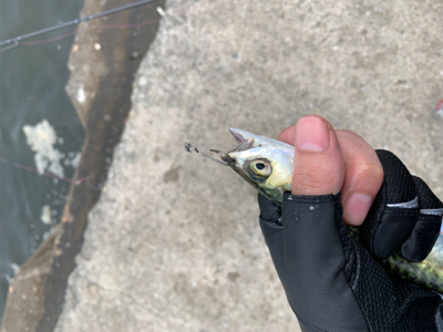 アジングでサバ大量