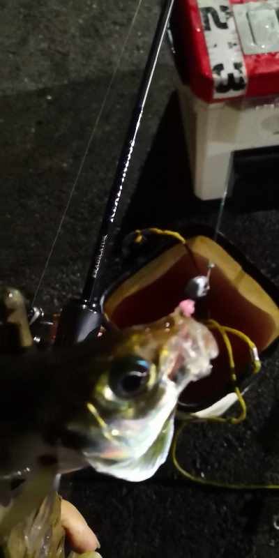 アジング練習 159