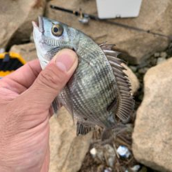 夕方河口でぶっ込み釣り