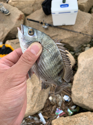 夕方河口でぶっ込み釣り