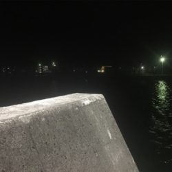 泳がせでハネが三匹