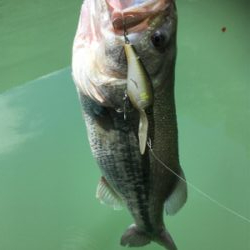 プラグメインで