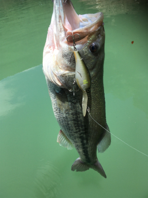 プラグメインで