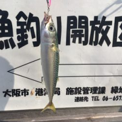 SSJならば小サバ♪珍しくタコ渋く。。。