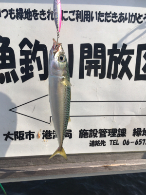 SSJならば小サバ♪珍しくタコ渋く。。。