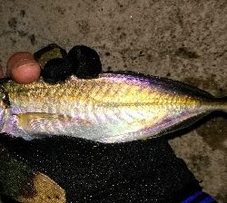 LSJアジングリレー1900〜2040