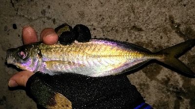 LSJアジングリレー1900〜2040