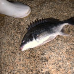 時合いは19時から