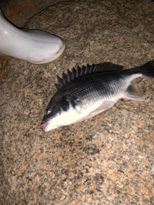 時合いは19時から