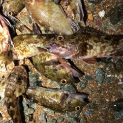 ガシラがカーニバル