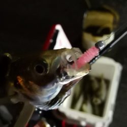 アジング練習 160