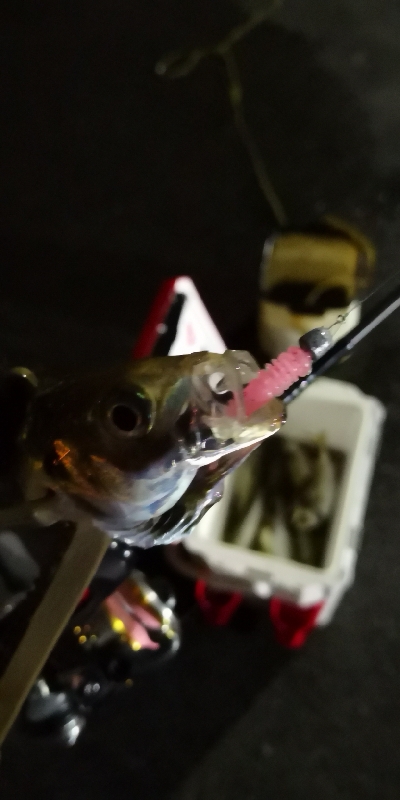 アジング練習 160