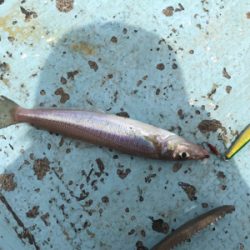 イカメタル　SLJ