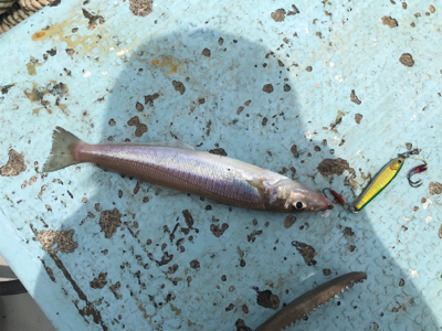 イカメタル　SLJ