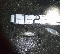 6/11釣果キビレタコアジサバ