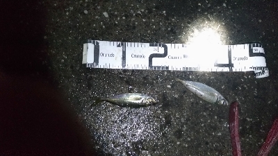 6/11釣果キビレタコアジサバ