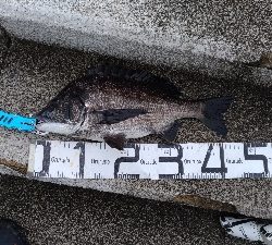 6/14釣果チヌ梅雨グレツバス小サバ豆アジ