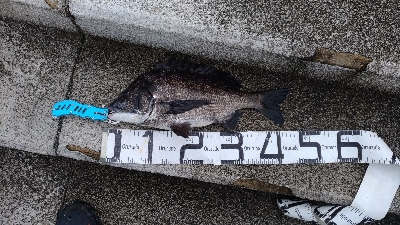 6/14釣果チヌ梅雨グレツバス小サバ豆アジ