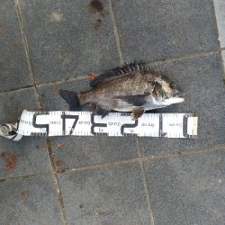 6/21釣果アイゴサンバソウチヌツバスグレアジ小サバチャリコ