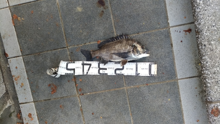 6/21釣果アイゴサンバソウチヌツバスグレアジ小サバチャリコ