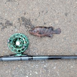 黒鯛3週連続ならず