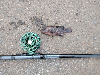 黒鯛3週連続ならず