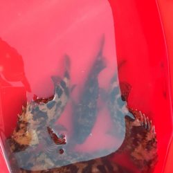 穴釣りしか釣れない