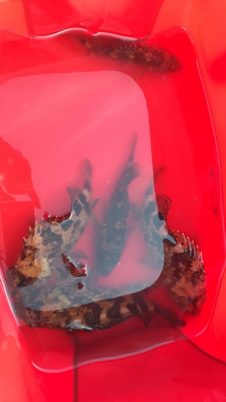 穴釣りしか釣れない