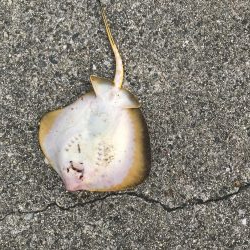 タコ一杯にエギ１つ無くなる