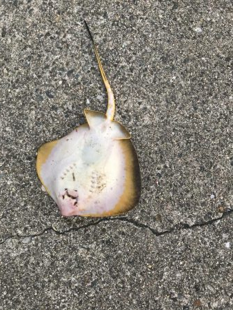 タコ一杯にエギ１つ無くなる