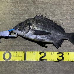 一瞬の時合で…