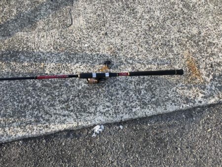 サバが湧いて…。