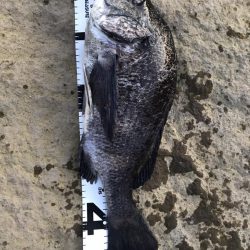 イチノ兄弟、釣果！