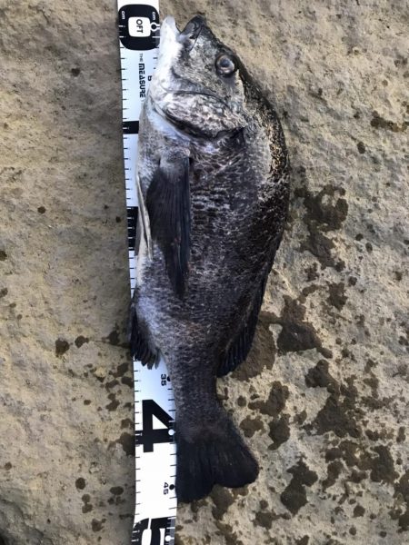 イチノ兄弟、釣果！