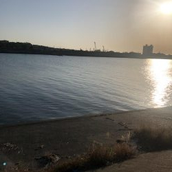 夕まづめにチヌ