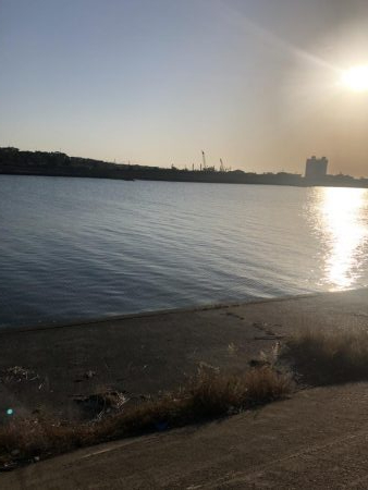 夕まづめにチヌ