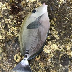 はじめての紀州釣り