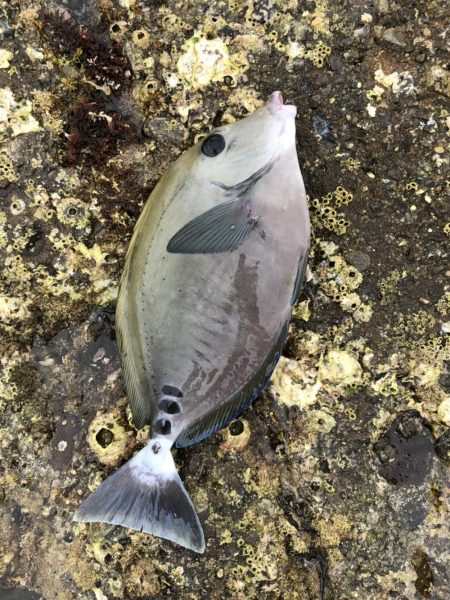 はじめての紀州釣り