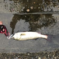 ランカーシーバス降臨!!