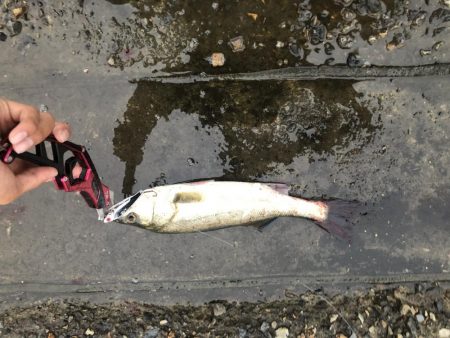 ランカーシーバス降臨!!