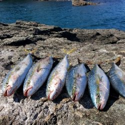 青物パーティー