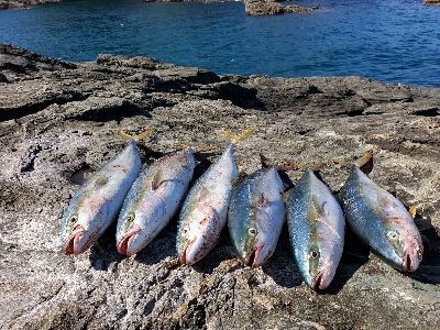 青物パーティー