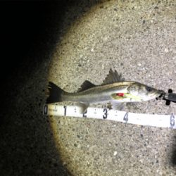 メバリング？シーバス？