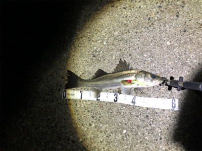 メバリング？シーバス？