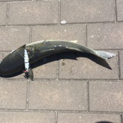 LSJ朝練するも。。相変わらず小サバ。。。