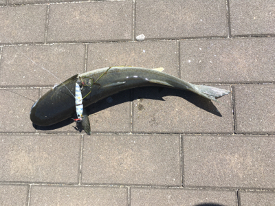 LSJ朝練するも。。相変わらず小サバ。。。