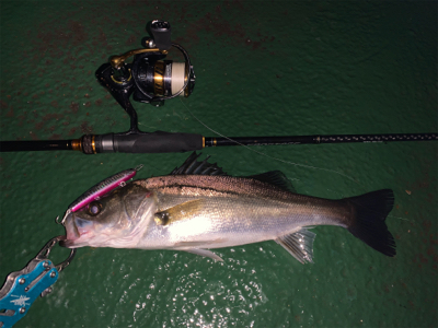 まだまだまだバチシーバス