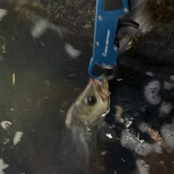 退かぬ！媚びぬ！省みぬ！